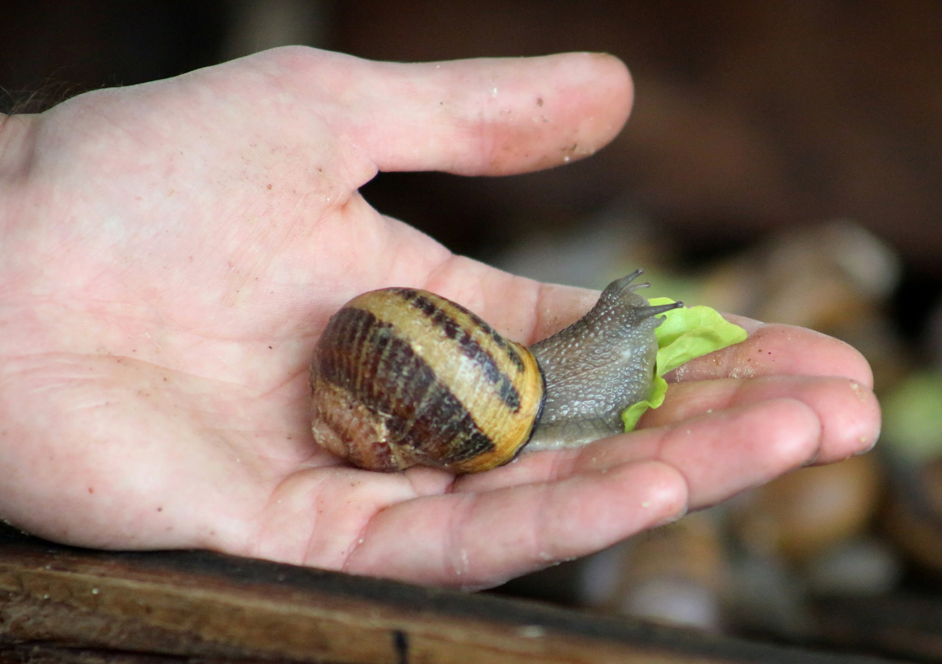 French snail grower and soap maker Damien Desrocher feeds a lettuce leaf to a snail before extracting slime that he uses to make soap bars in his snail enclosure in Wahagnies, near Lille, France, May 11, 2021. (Reuters Photo)