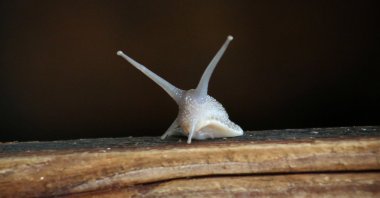 A snail crawls around in a snail shelter in Wahagnies, near Lille, France, May 11, 2021. (Reuters Photo)