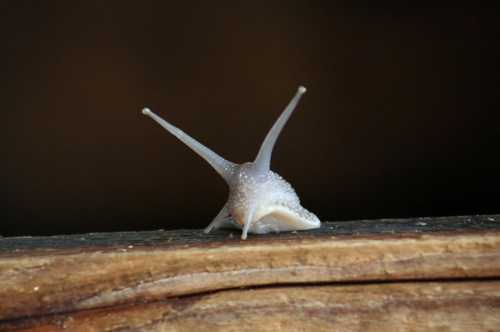 A snail crawls around in a snail shelter in Wahagnies, near Lille, France, May 11, 2021. (Reuters Photo)