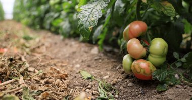 Tomatoes affected by the "Israeli virus" are seen in a greenhouse in Antalya, Turkey, May 18, 2021. (DHA Photo)