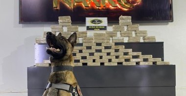 A sniffer dog poses in front of the heroin seized in the operation at the police headquarters in eastern Ağrı province, Turkey, on May 23, 2021. (AA Photo)