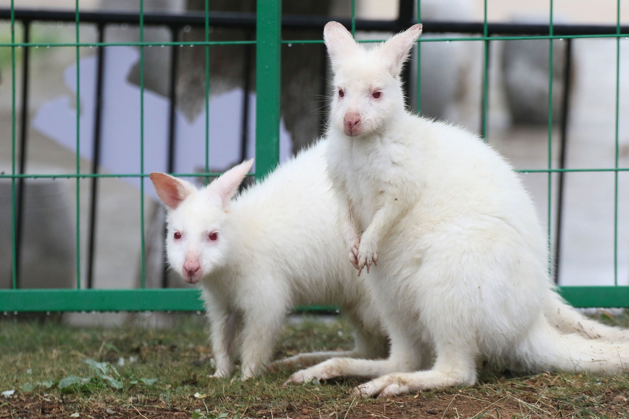 Rare albino animals from around the world | Daily Sabah