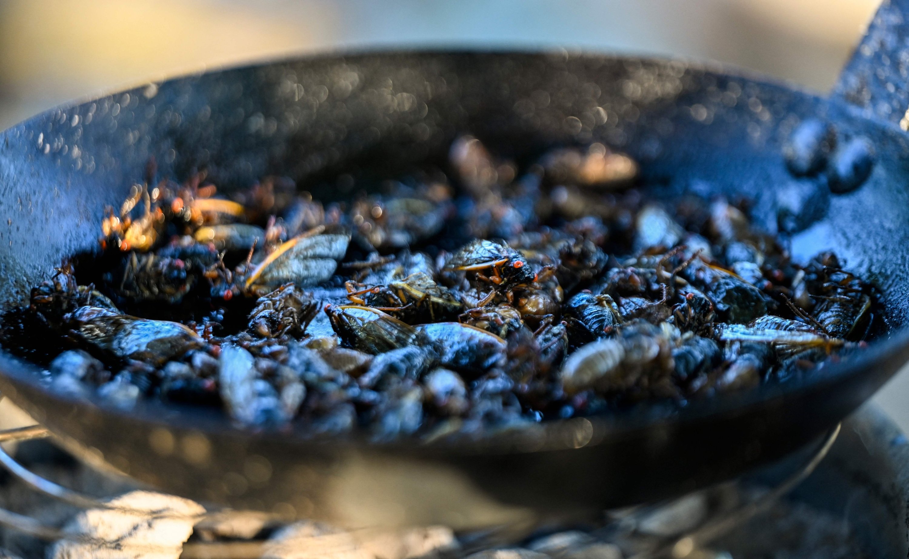 Cicadas are fried as they are prepared for a sushi recipe by Chef Bun Lai at Fort Totten Park in Washington, U.S., May 23, 2021. (AFP Photo)