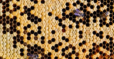 This picture taken on April 23, 2021 shows rescued bees on a honeycomb in the parking lot of an apartment building in Kuala Lumpur. (AFP Photo) 