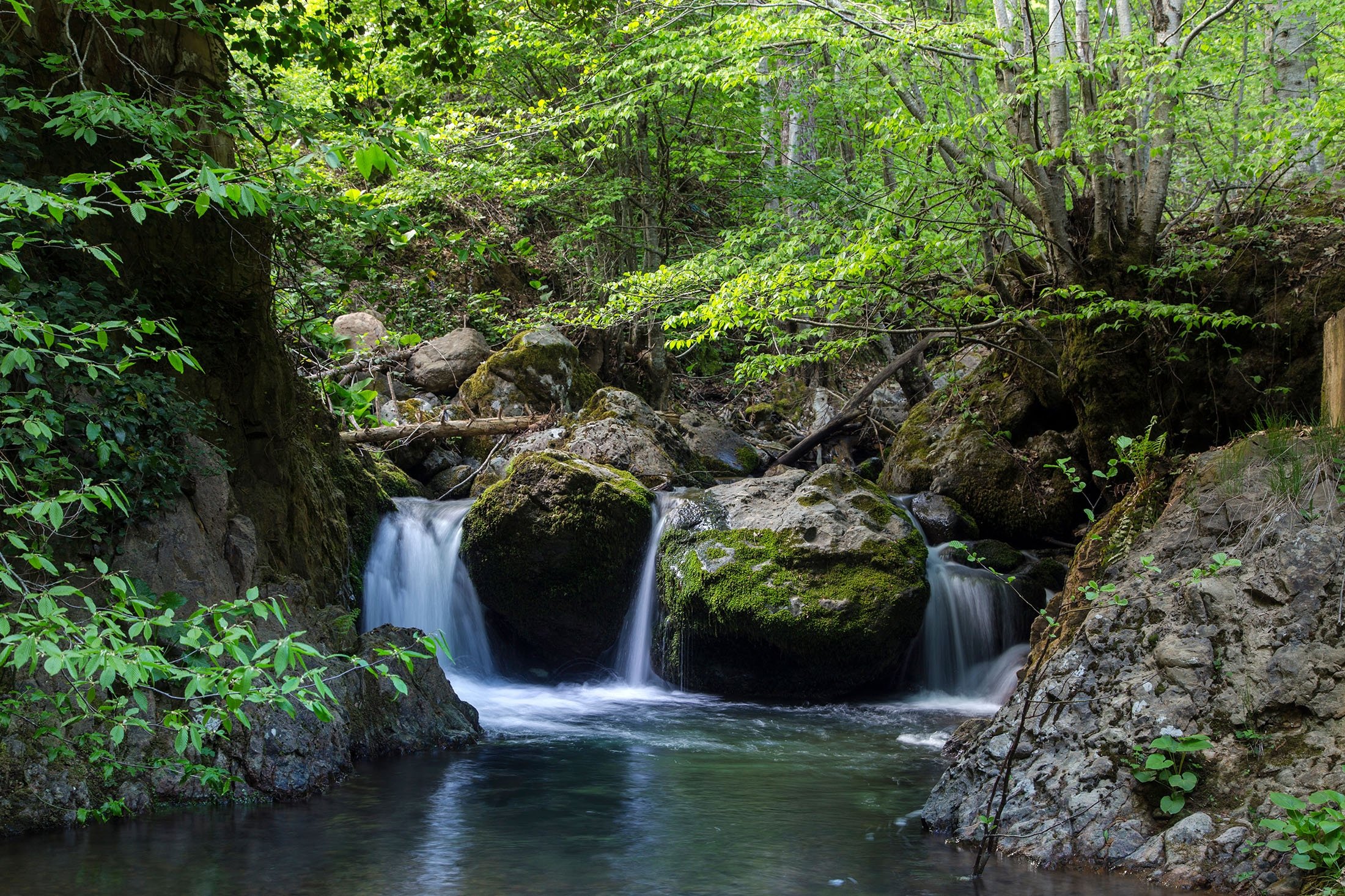 Yenice Ormanları is a unique forested region that has a wide diversity of flora and fauna. (Shutterstock Photo) 