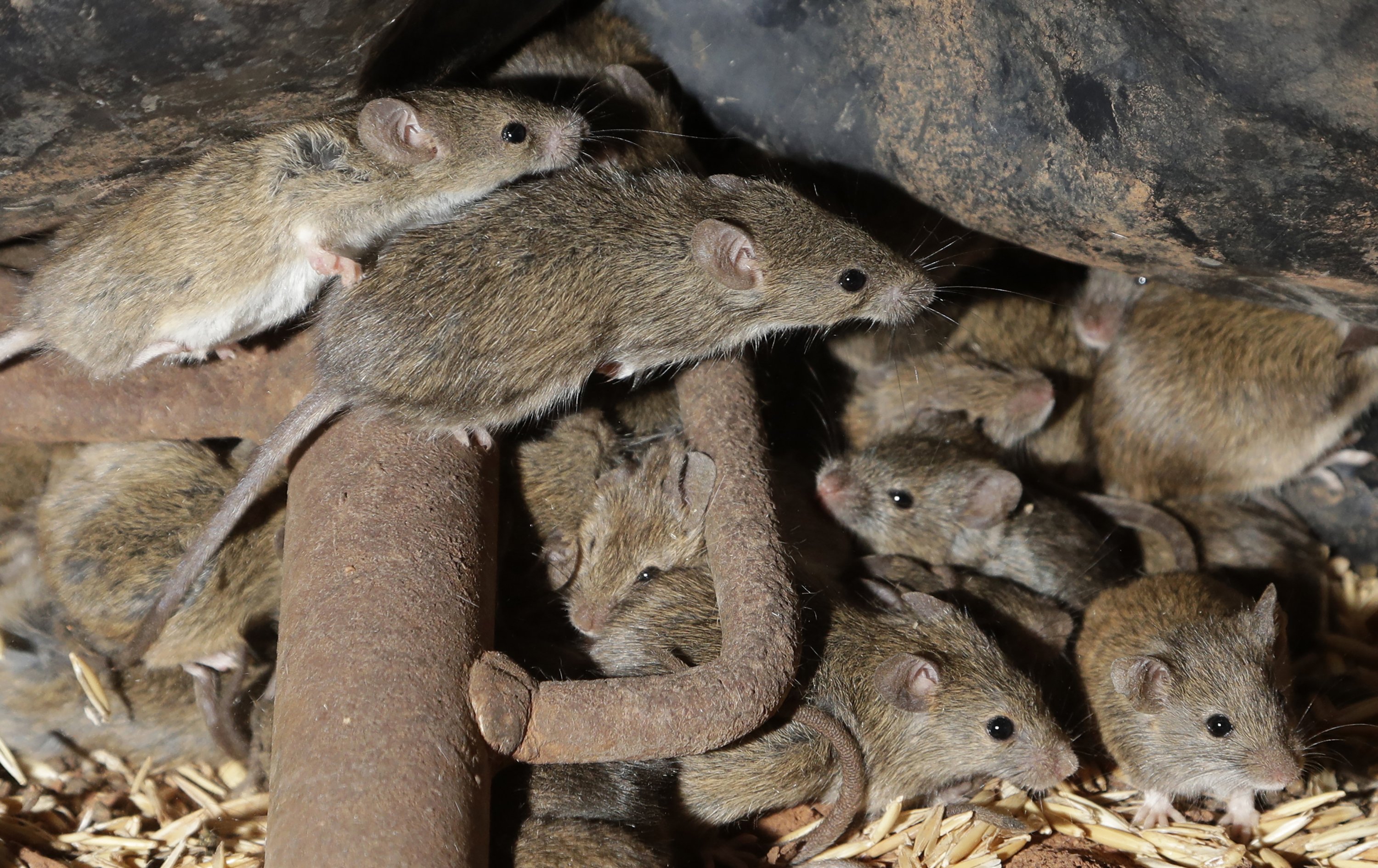 Baskı Becks mantar  Disastrous plague of voracious mice ravages Australia | Daily Sabah