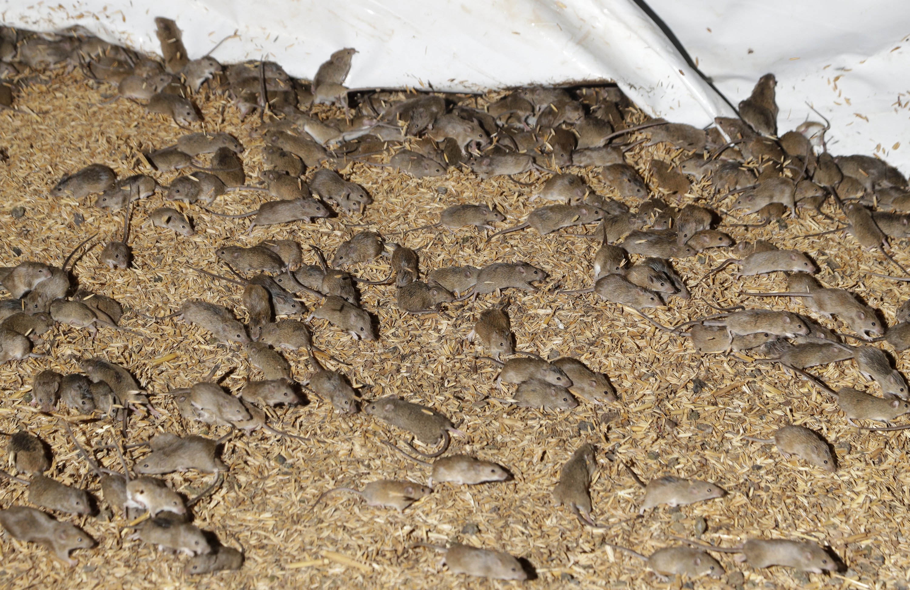 Mice scurry around stored grain on a farm near Tottenham, Australia, May 19, 2021. (AP Photo)