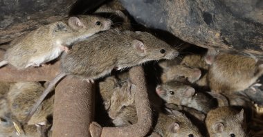 Mice scurry around stored grain on a farm near Tottenham, Australia, May 19, 2021. (AP Photo)