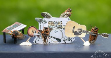 Cicadas are posed in a band scene by Virginia photographer and cicada enthusiast Oxana Ware in Arlington, Virginia, U.S., in this May, 2021 handout photo.  (REUTERS Photo)