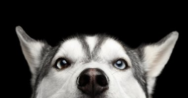 Some people are thrilled to cross paths with a big, shaggy dog on a walk; for others, it could be just the beginning of an anxiety-filled episode. (Shutterstock Photo)