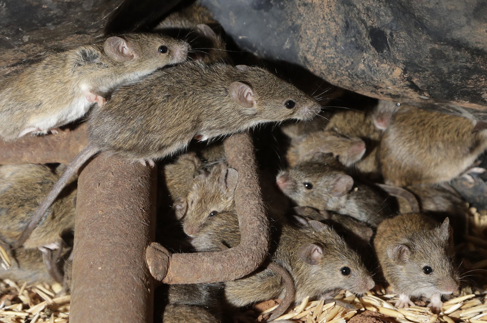 Mice scurry around stored grain on a farm near Tottenham, Australia, May 19, 2021. (AP Photo)