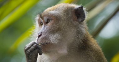 A crab-eating macaques, or long-tailed macaques, strikes a pose, Singapore, 2007. (Photo by André Ueberbach)