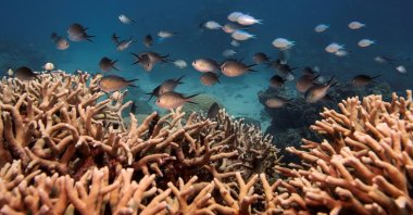 A school of fish swim above a staghorn coral colony as it grows on the Great Barrier Reef off the coast of Cairns, Australia, Oct. 25, 2019. (Reuters Photo)