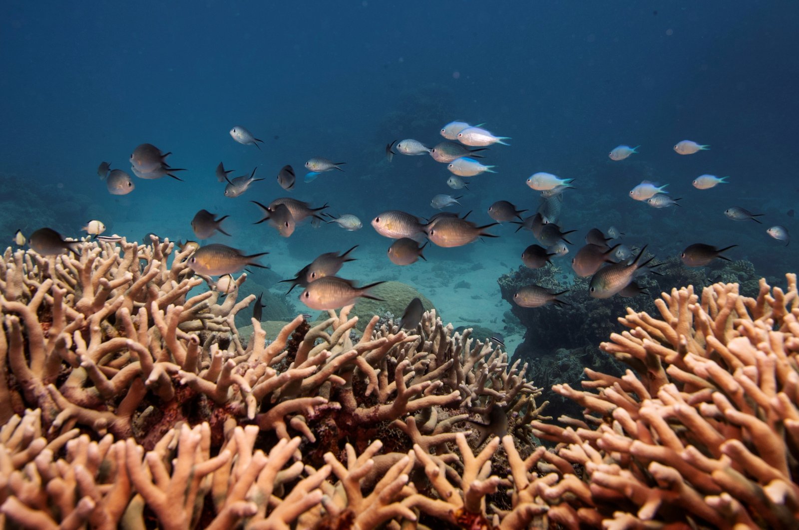 A school of fish swim above a staghorn coral colony as it grows on the Great Barrier Reef off the coast of Cairns, Australia, Oct. 25, 2019. (Reuters Photo)