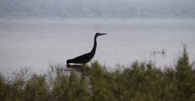 Some 194 new bird species were observed this year at Reyhanlı Dam, Hatay, southern Turkey, May 30, 2021. (AA Photo)