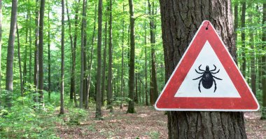 Ticks are carriers of the Crimean-Congo Hemorrhagic Fever disease that commonly affects people in rural areas or those spending time in green spaces without proper protection. (Shutterstock Photo)