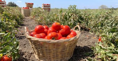 A tomato basket sits in a tomato field in Lapseki, Çanakkale, northwestern Turkey. (Shutterstock Photo)