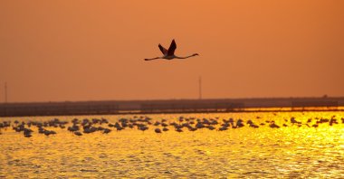 Flamingos dot the sky and surface of the water at sunset in the Gulf of Izmir bird sanctuary, Turkey. (AA Photo)