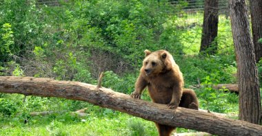 A bear climbs up a timber at a shelter for wild animals in Bursa, northwestern Turkey, Jun. 1, 2021. (DHA PHOTO) 