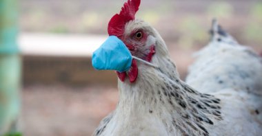 A white chicken poses for the camera wearing a small protective face mask. (Shutterstock Photo)