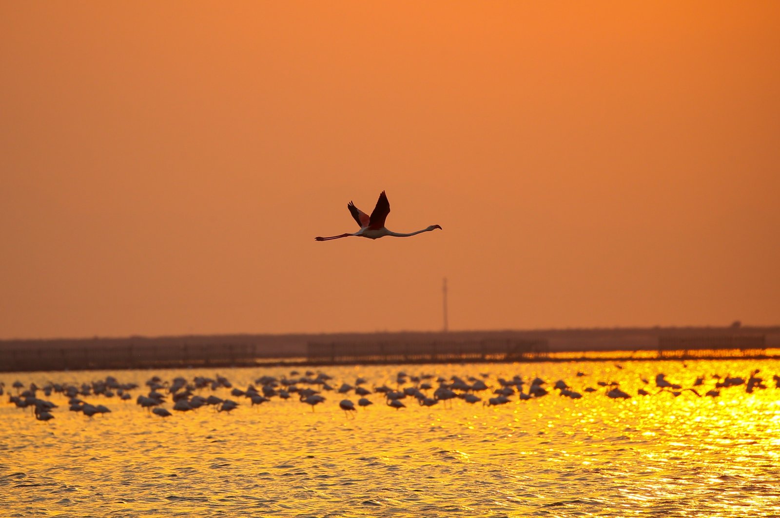 Flamingos dot the sky and surface of the water at sunset in the Gulf of Izmir bird sanctuary, Turkey. (AA Photo)