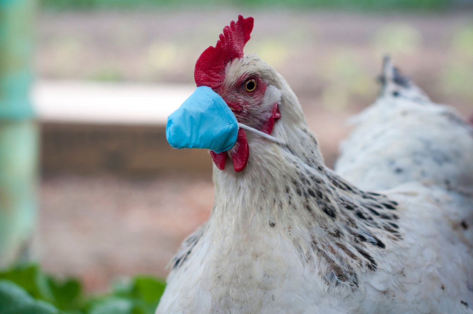 A white chicken poses for the camera wearing a small protective face mask. (Shutterstock Photo)