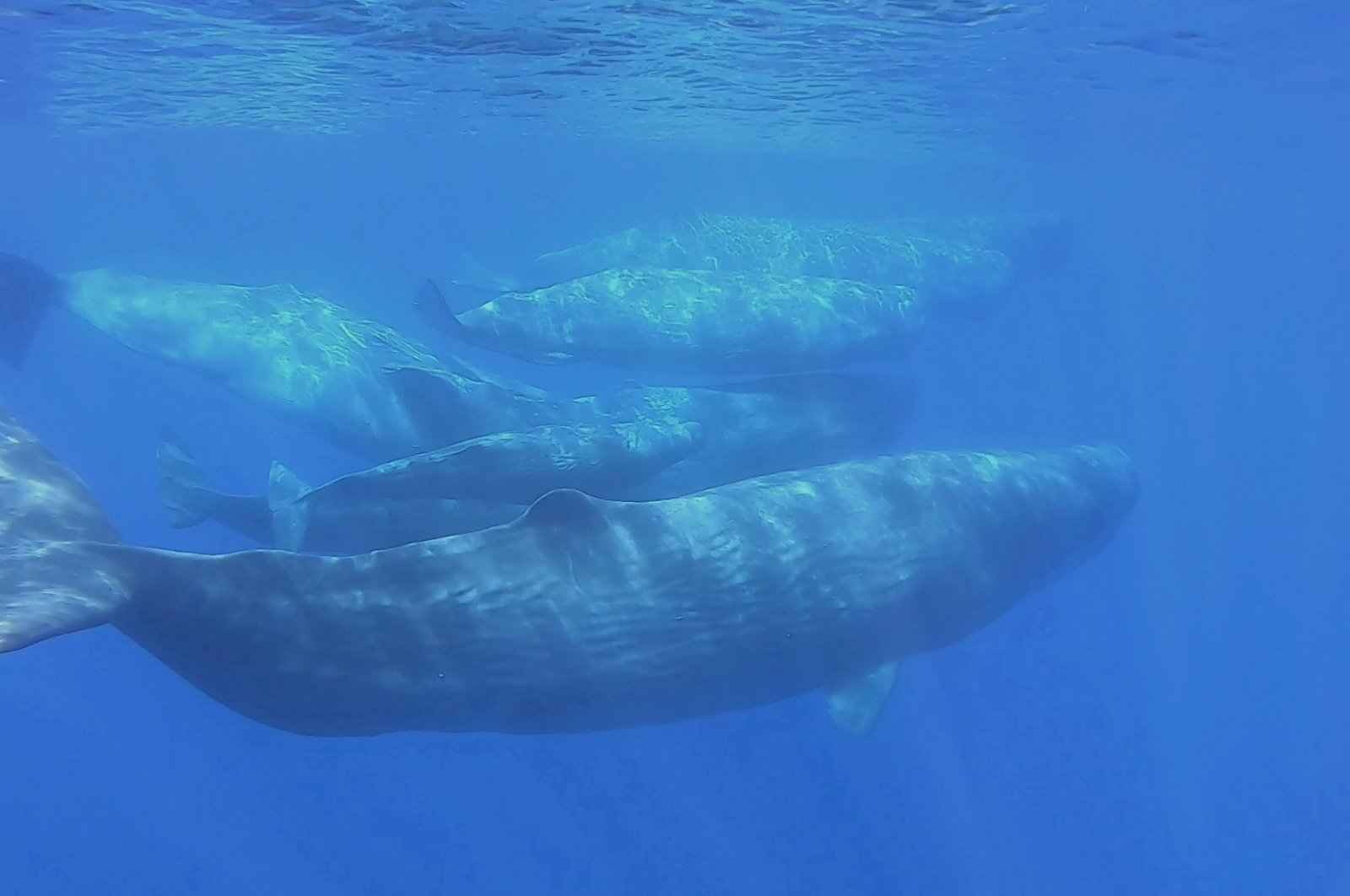 A pod of sperm whales are seen swimming off the Sicilian coast of Milazzo as the Italian Coast Guard carry out a study on the health of Italy's seas and improvements to marine life due to a lack of human activities during the coronavirus disease (COVID-19) lockdown, in this still picture taken from video, June 29, 2020. (Carmelo Isgro - MuMa Museo del Mare di Milazzo / Handout via Reuters - File Photo)