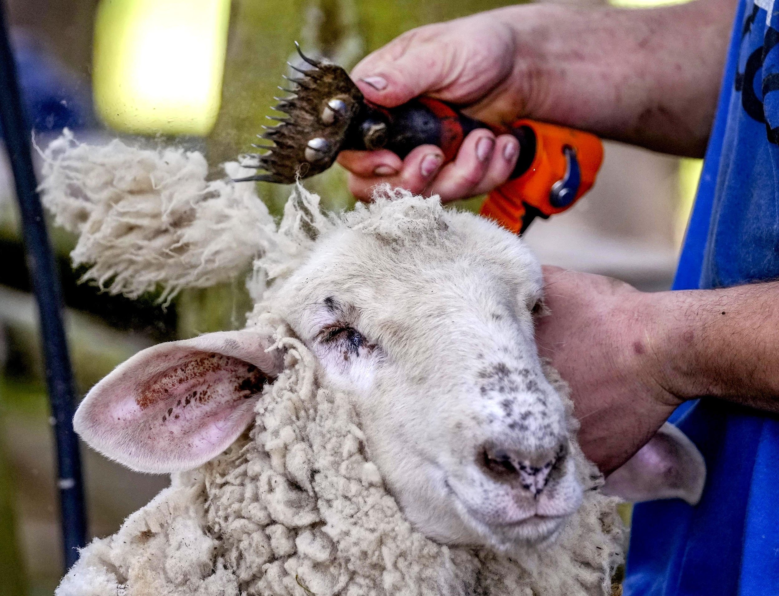 Shearing time: Sheep get fresh summer trim in Germany's mountains | Daily  Sabah
