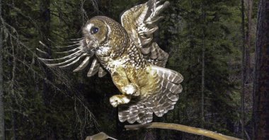 In this file photo, a northern spotted owl flies after an elusive mouse jumping off the end of a stick in the Deschutes National Forest near Camp Sherman, Ore. U.S., May 8, 2003. (Don Ryan via AP Photo)