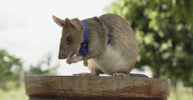 This undated file photo provided by the People's Dispensary for Sick Animals (PDSA) shows Cambodian land mine detection rat, Magawa, wearing his PDSA Gold Medal, the animal equivalent of the George Cross, in Siem, Cambodia. (PDSA via AP)