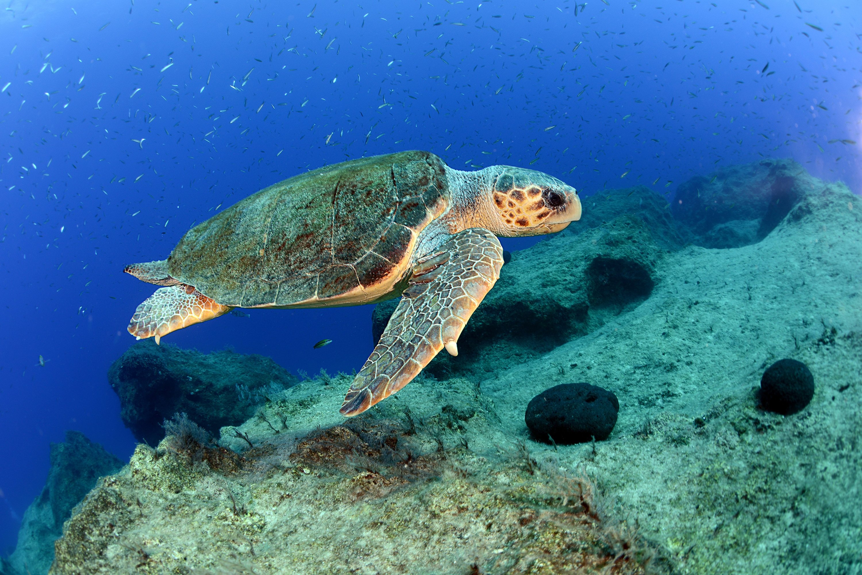 Activists begin 'life watch' for Turkey's loggerhead sea turtles | Daily  Sabah