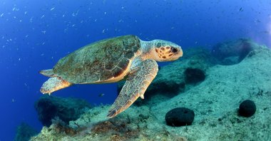 A loggerhead sea turtle swims off the coast of Antalya, southern Turkey, June 6, 2021. (DHA PHOTO) 