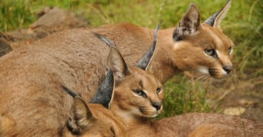 Three caracals in Lichtenberg Zoo, Berlin, Germany. (Getty Images)