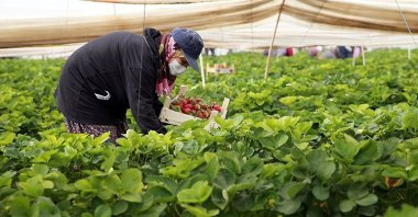 Women workers pick strawberries at a greenhouse in Aydın, western Turkey, May 1, 2021. (AA PHOTO)