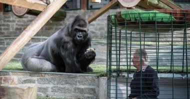 This file photo shows the owner of the zoo Pierre Thivillon takes care of a gorilla on May 17, 2021, at the zoological park of Saint-Martin-la-Plaine, two days ahead of its reopening as part of France's latest step toward the ending of its third nationwide COVID-19 lockdown. (AFP Photo)