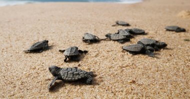 Turtles nest in dozens of beaches along Turkey’s southern coast. (Shutterstock Photo) 