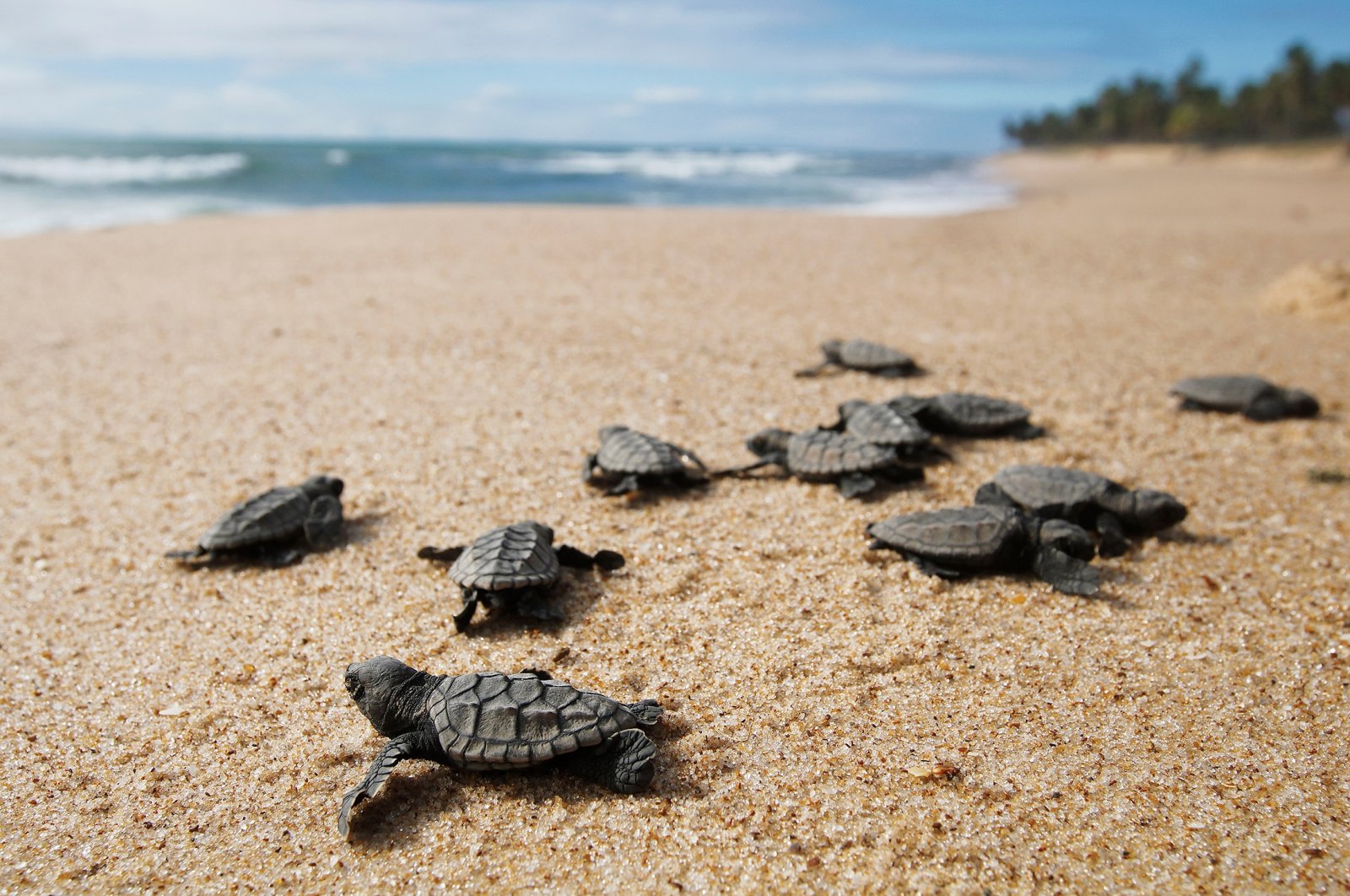 Turtles nest in dozens of beaches along Turkey’s southern coast. (Shutterstock Photo) 