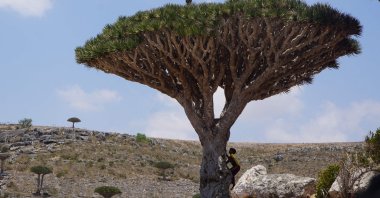 Children climb a dragon’s blood tree on the Diksam Plateau in the center of the Yemeni island of Socotra, April 16, 2021. (AFP Photo)