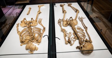 Two skeletons lie in a showcase at the National Museum of Denmark in Copenhagen, June 9, 2021.  (Ida Marie Odgaard/Ritzau Scanpix via AP)