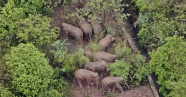 A migrating herd of elephants gathers near the Shijie Township in Yimen County, Yuxi city of southwestern China's Yunnan Province, June 10, 2021. (Yunnan Forest Fire Brigade via AP)