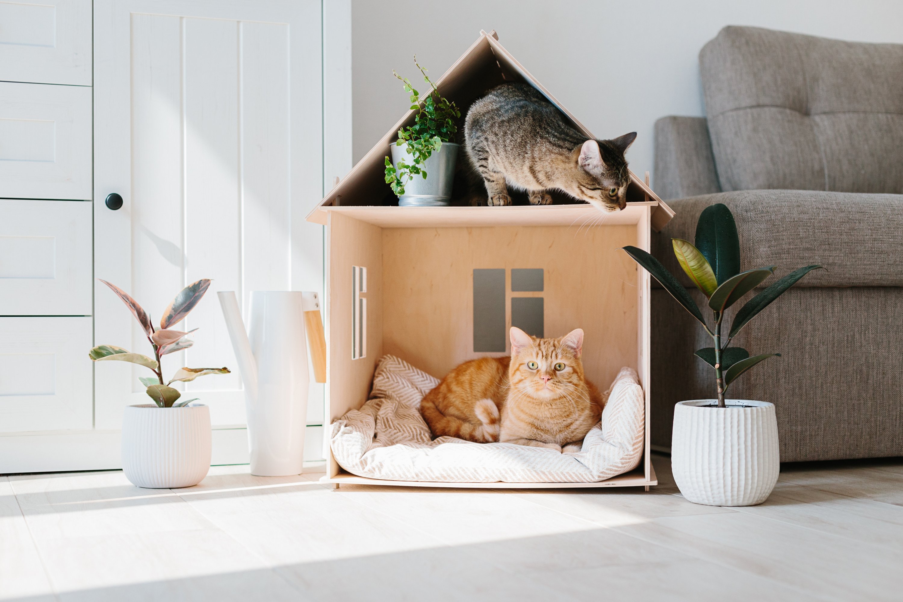 Cat shop living room