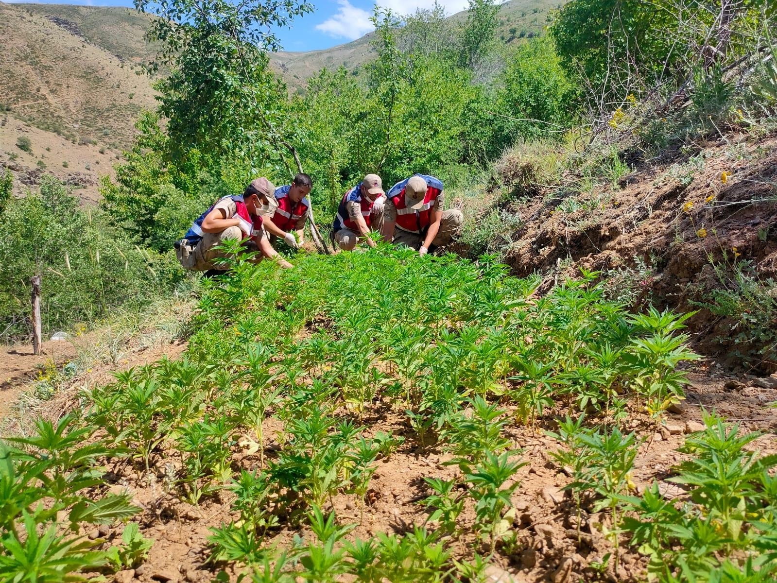 Gendarmerie officials check cannabis plants in a field after a counter-narcotics operation, in Elazığ, eastern Turkey, June 10, 2021. (AA PHOTO) 