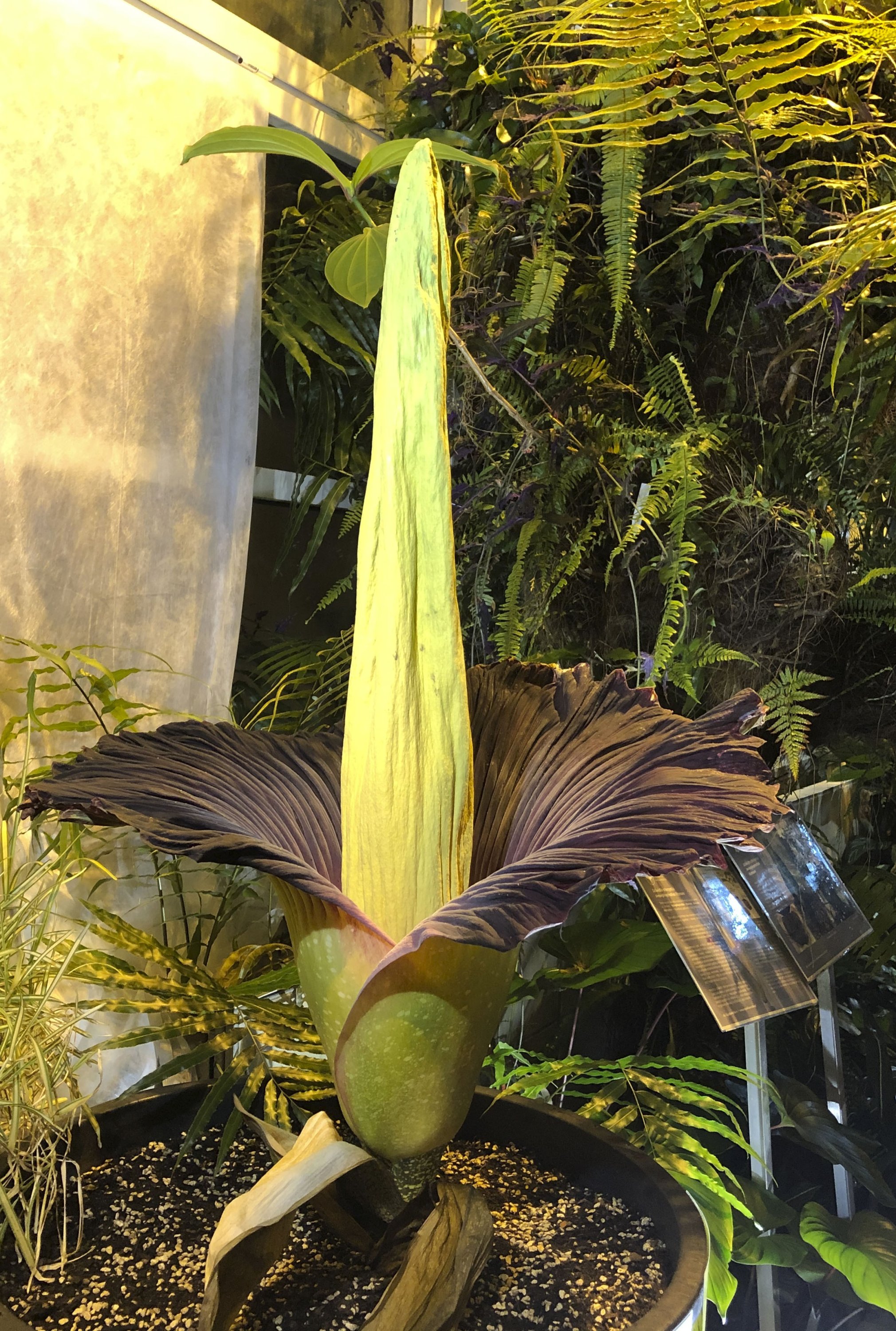 The endangered Sumatran Titan arum at the rare moment of bloom for just a few hours, at the Warsaw University Botanical Gardens, in Warsaw, Poland, June 13, 2021. (AP Photo)