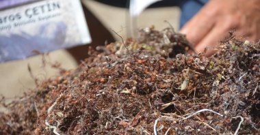 Professor Barbaros Çetin shows sargassum washed ashore on the coast of Dikili, in Izmir, western Turkey, June 13, 2021. (DHA PHOTO) 