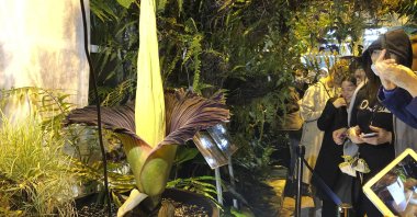 People come to see the rare blooming of the endangered Sumatran Titan arum, or the corpse flower, that is in full bloom for just a few hours, emitting rotten meet odor, at the Warsaw University Botanical Gardens, in Warsaw, Poland, June 13, 2021. (AP Photo)