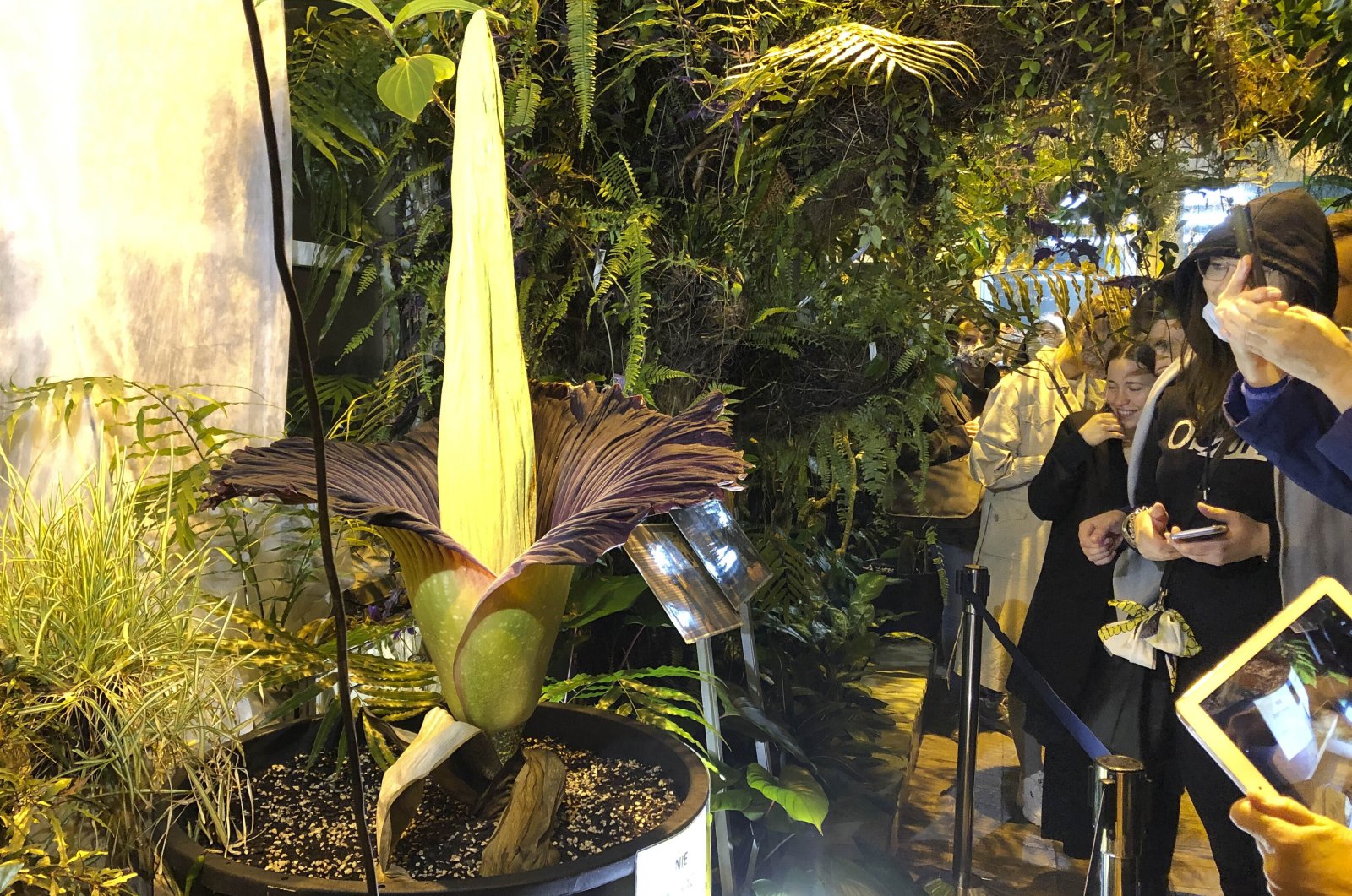 People come to see the rare blooming of the endangered Sumatran Titan arum, or the corpse flower, that is in full bloom for just a few hours, emitting rotten meet odor, at the Warsaw University Botanical Gardens, in Warsaw, Poland, June 13, 2021. (AP Photo)