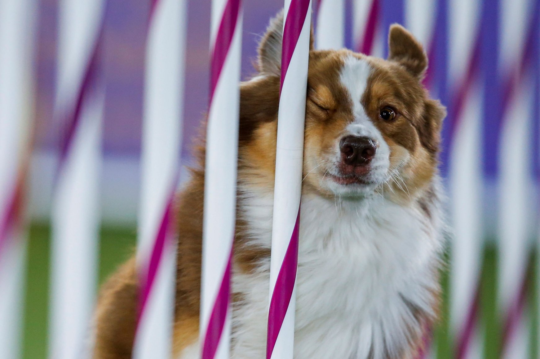 Who's a good boy? Inside the 145th Westminster Kennel Club Dog Show