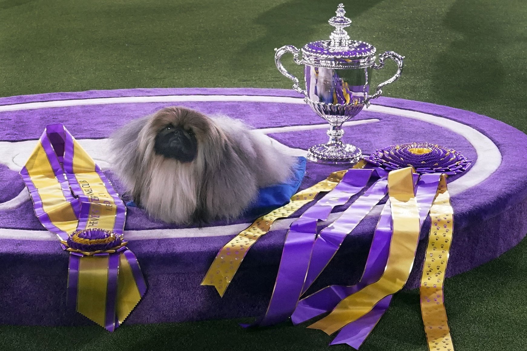 Who's a good boy? Inside the 145th Westminster Kennel Club Dog Show