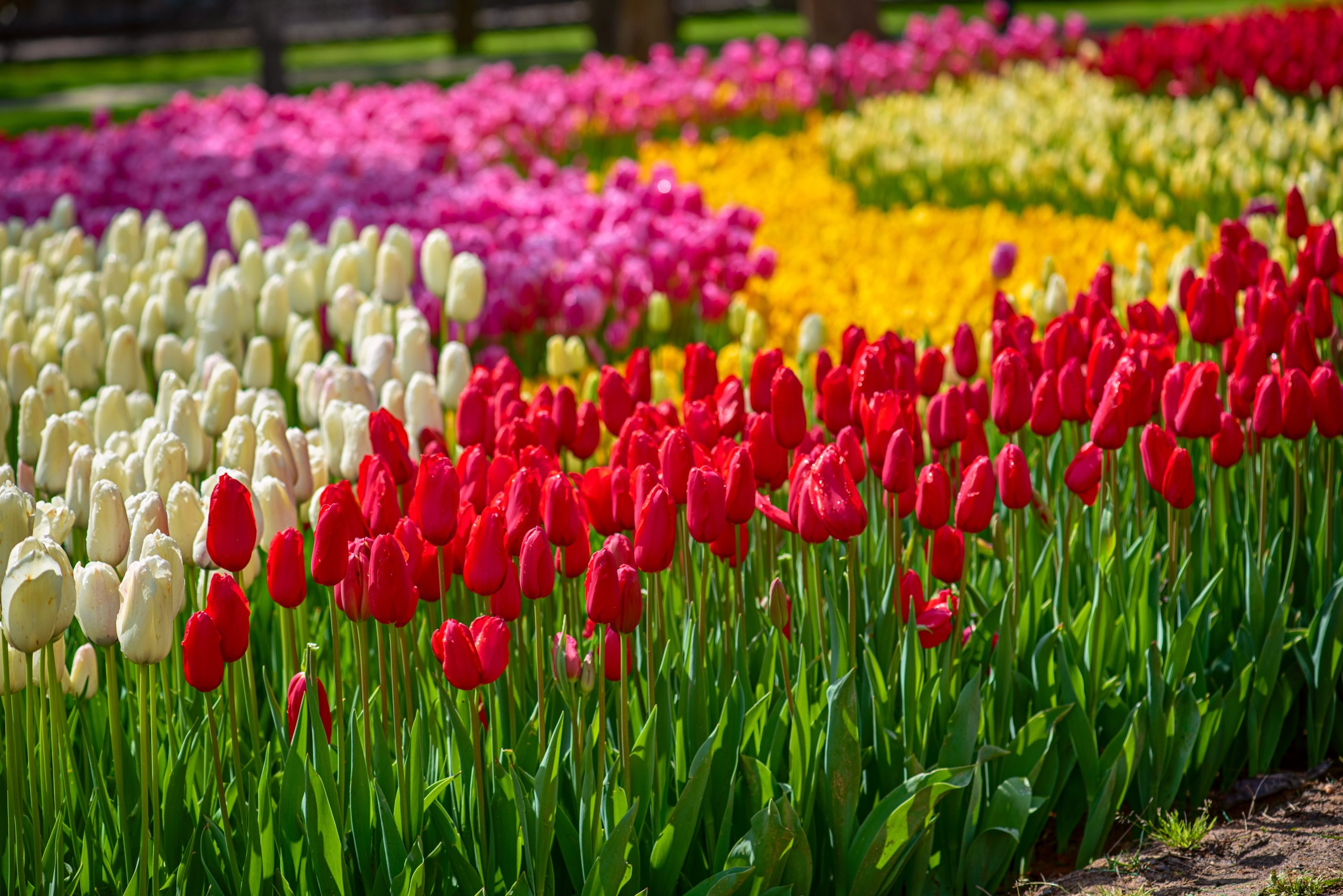 Why Is The Tulip National Flower Of Turkey Best Flower Site