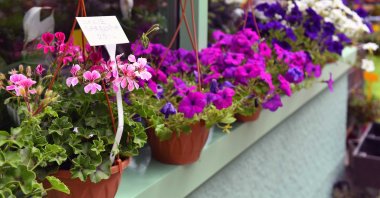 Turkey is home to more than 9,000 flower species. (AA Photo)